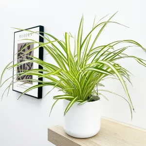 Chlorophytum Comosum 12cm Pot House Plant