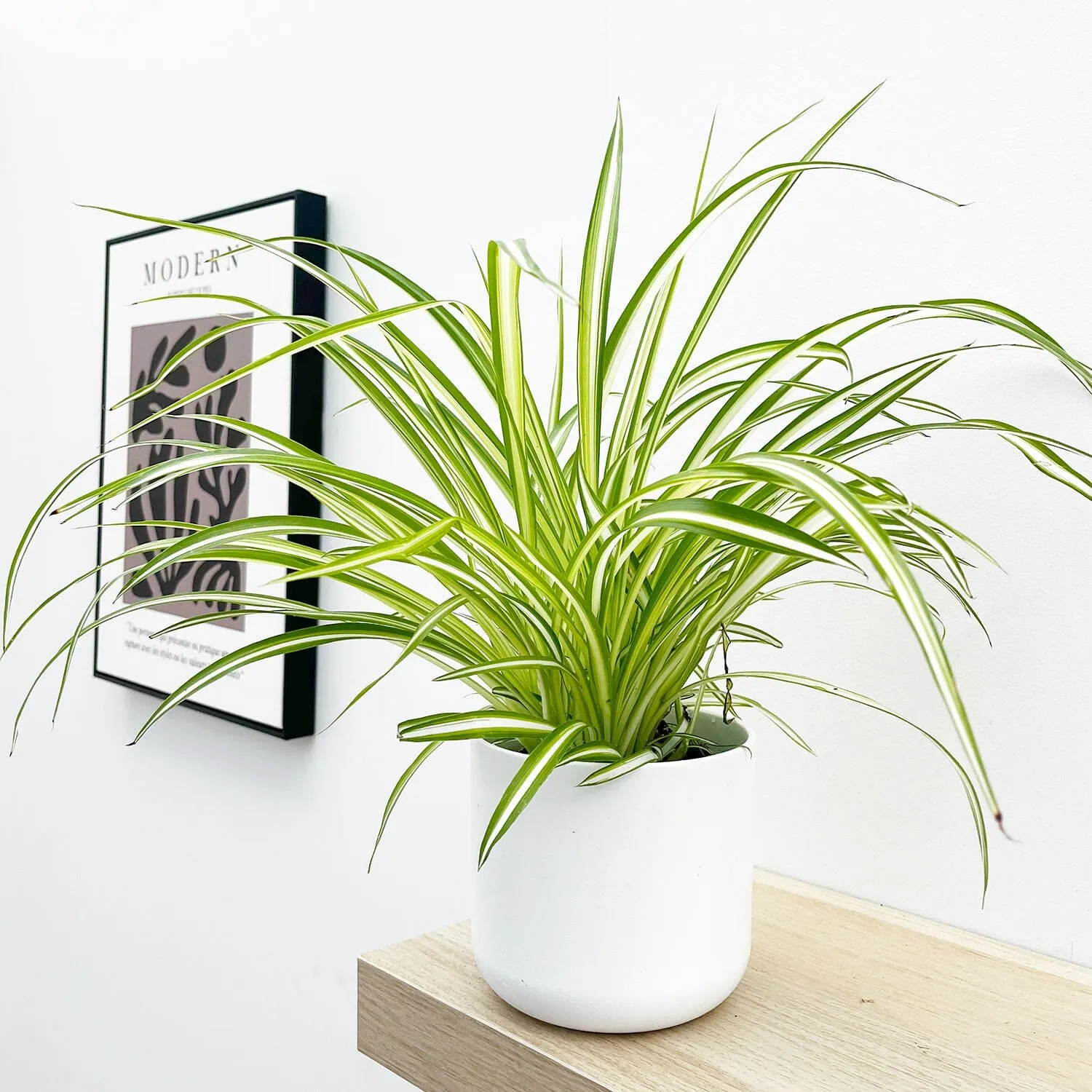 Chlorophytum Comosum 12cm Pot House Plant