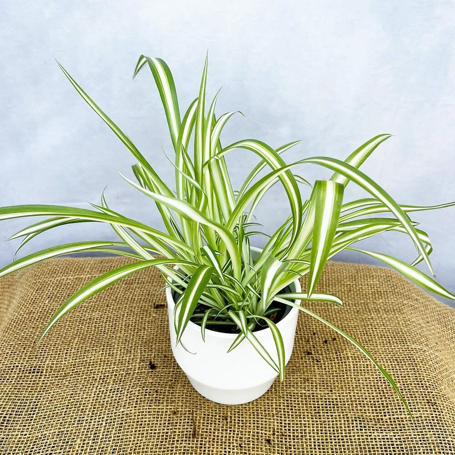 Chlorophytum Comosum 12cm Pot House Plant
