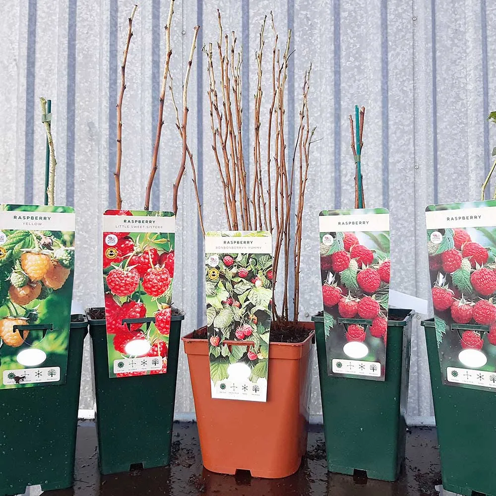 Cranberry Pilgrim (Vaccinium Macrocarpon) Fruit Bush 3ltr Pot