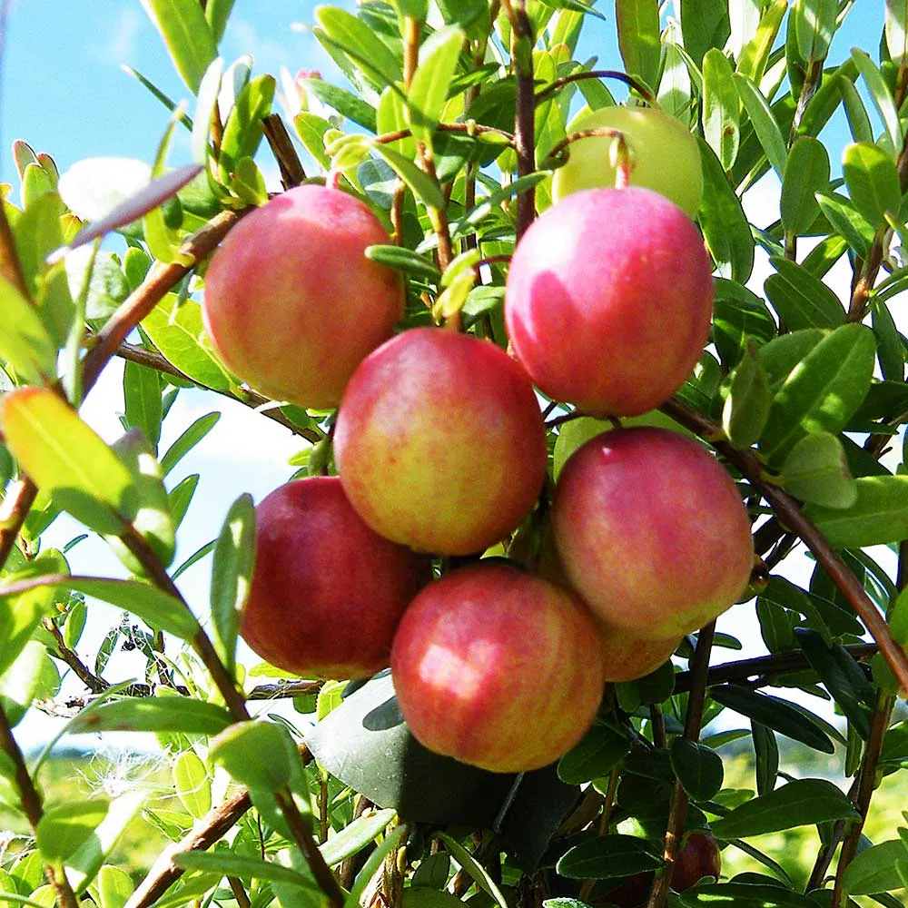Cranberry Pilgrim (Vaccinium Macrocarpon) Fruit Bush 3ltr Pot