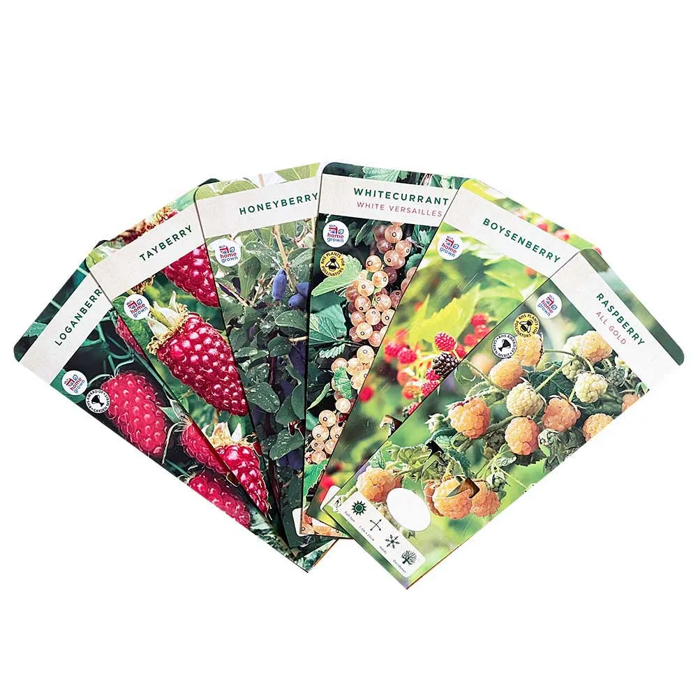 Cranberry Pilgrim (Vaccinium Macrocarpon) Fruit Bush 3ltr Pot