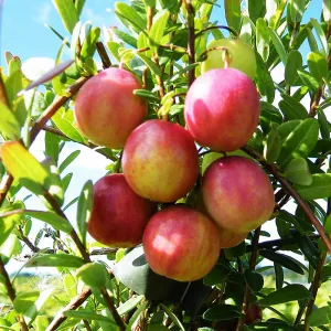 Cranberry Pilgrim (Vaccinium Macrocarpon) Fruit Bush 3ltr Pot