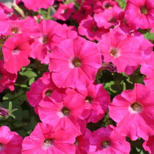 Petunia 'Trailing Surfinia Hot Pink' 9cm