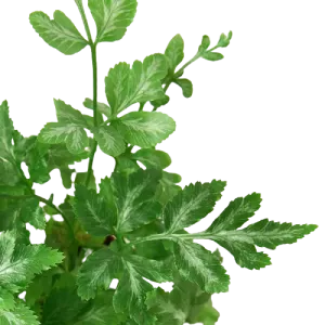 Pteris ensiformis 'Silver Lace Fern'