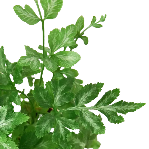 Pteris ensiformis 'Silver Lace Fern'