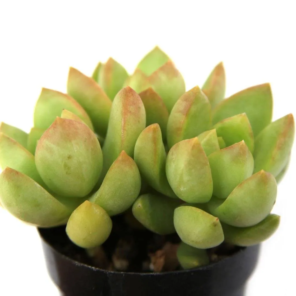 Sedum adolphii 'Golden Glow'