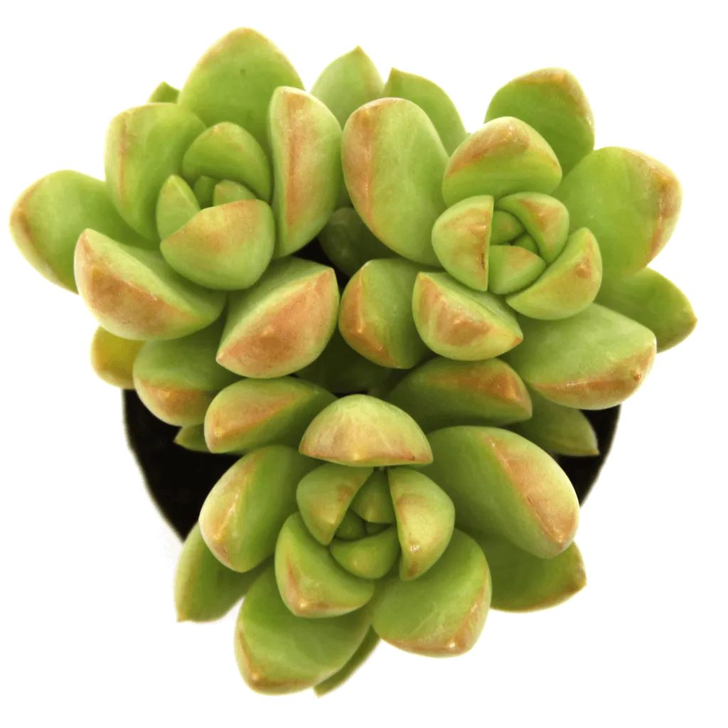 Sedum adolphii 'Golden Glow'