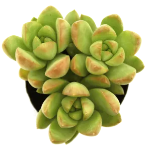 Sedum adolphii 'Golden Glow'