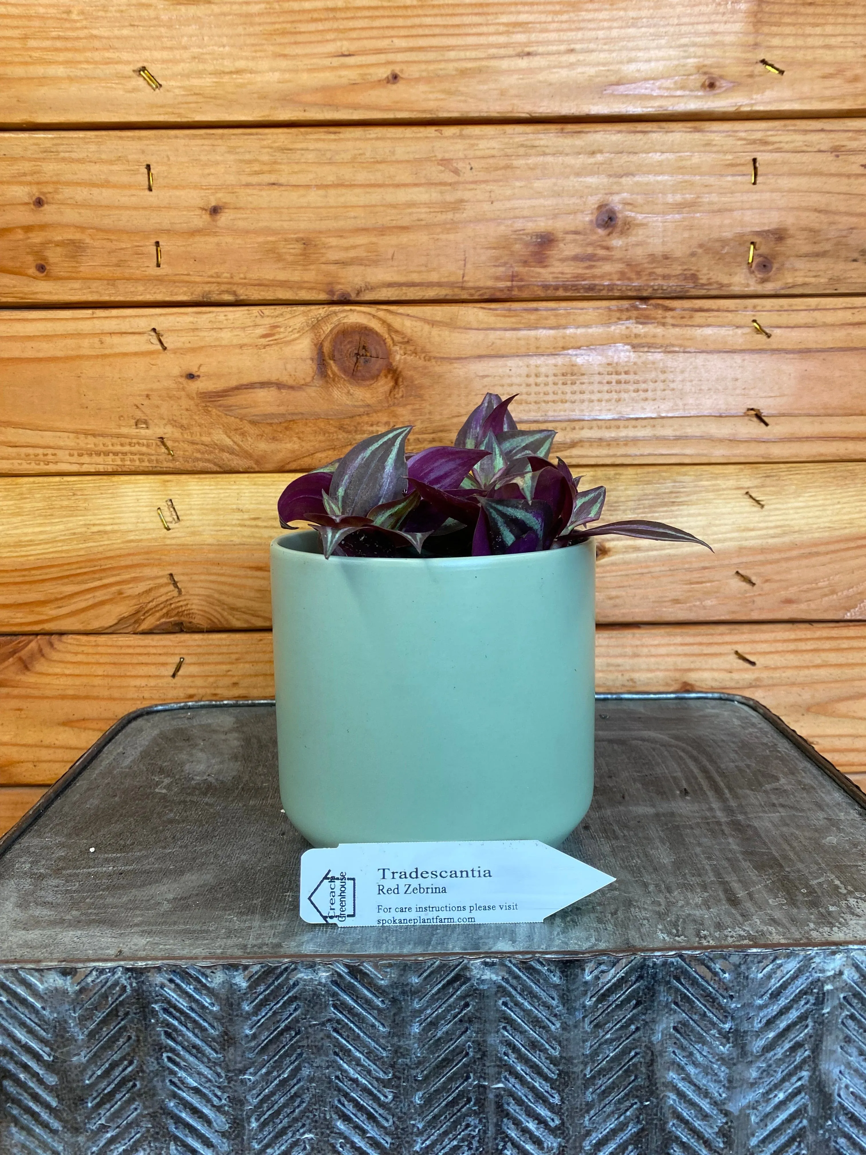 Tradescantia Zebrina Red, 4" Plant