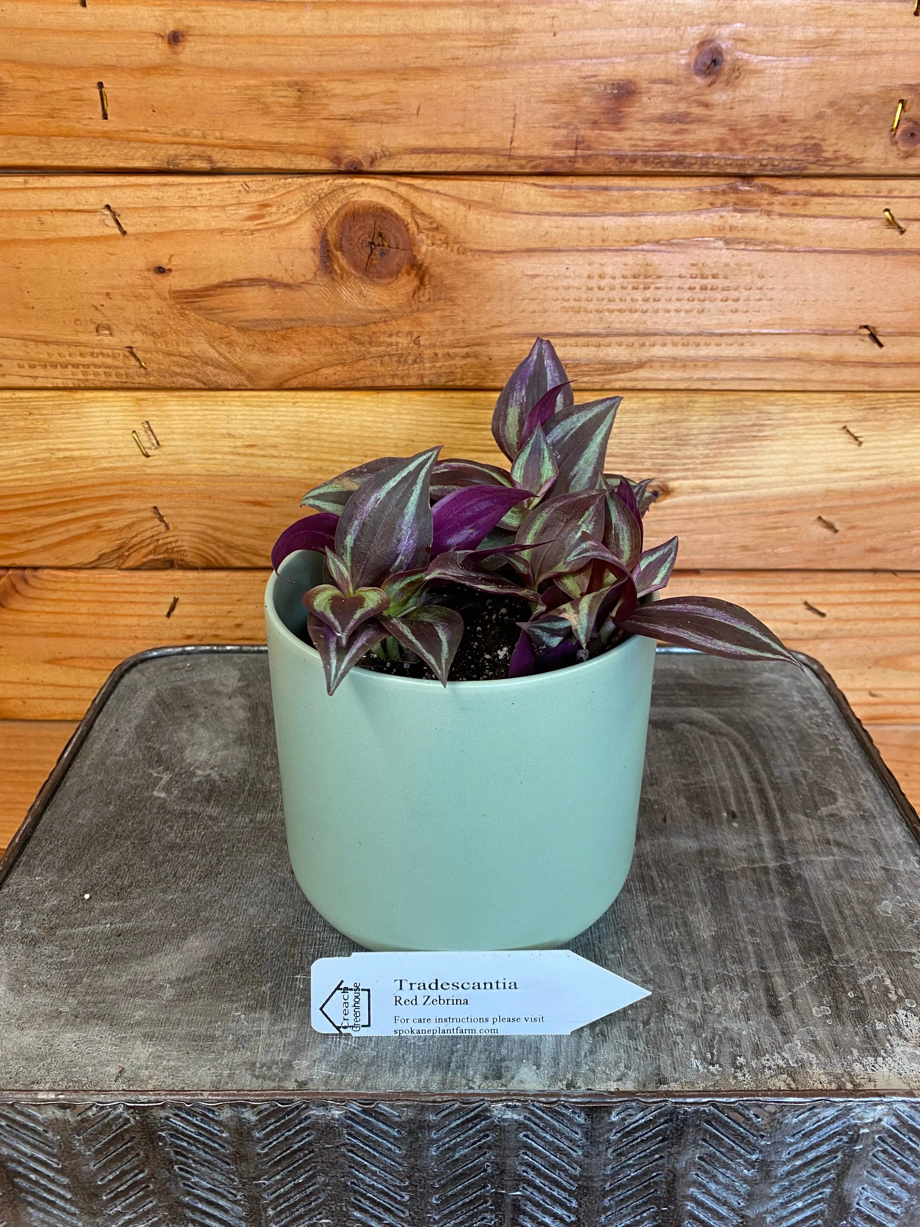Tradescantia Zebrina Red, 4" Plant