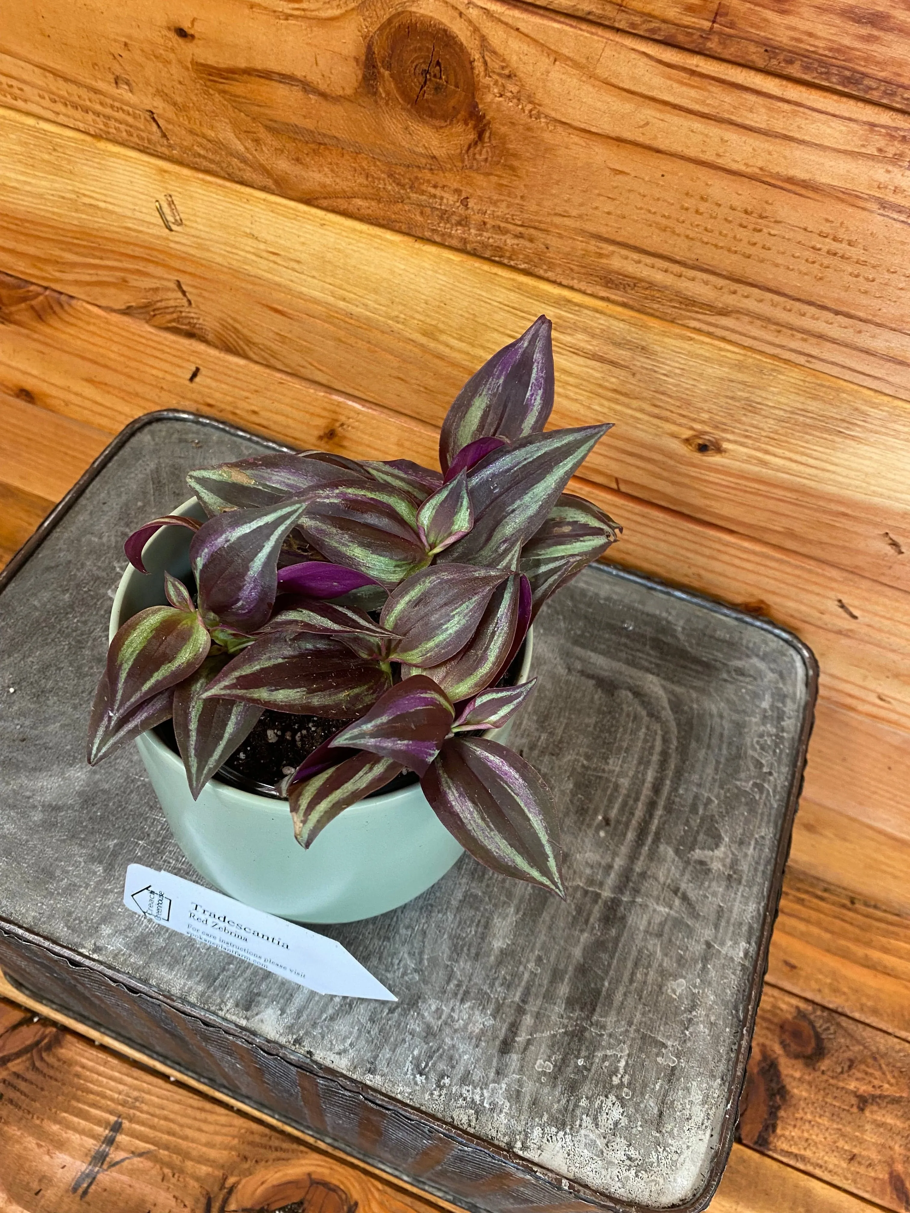 Tradescantia Zebrina Red, 4" Plant