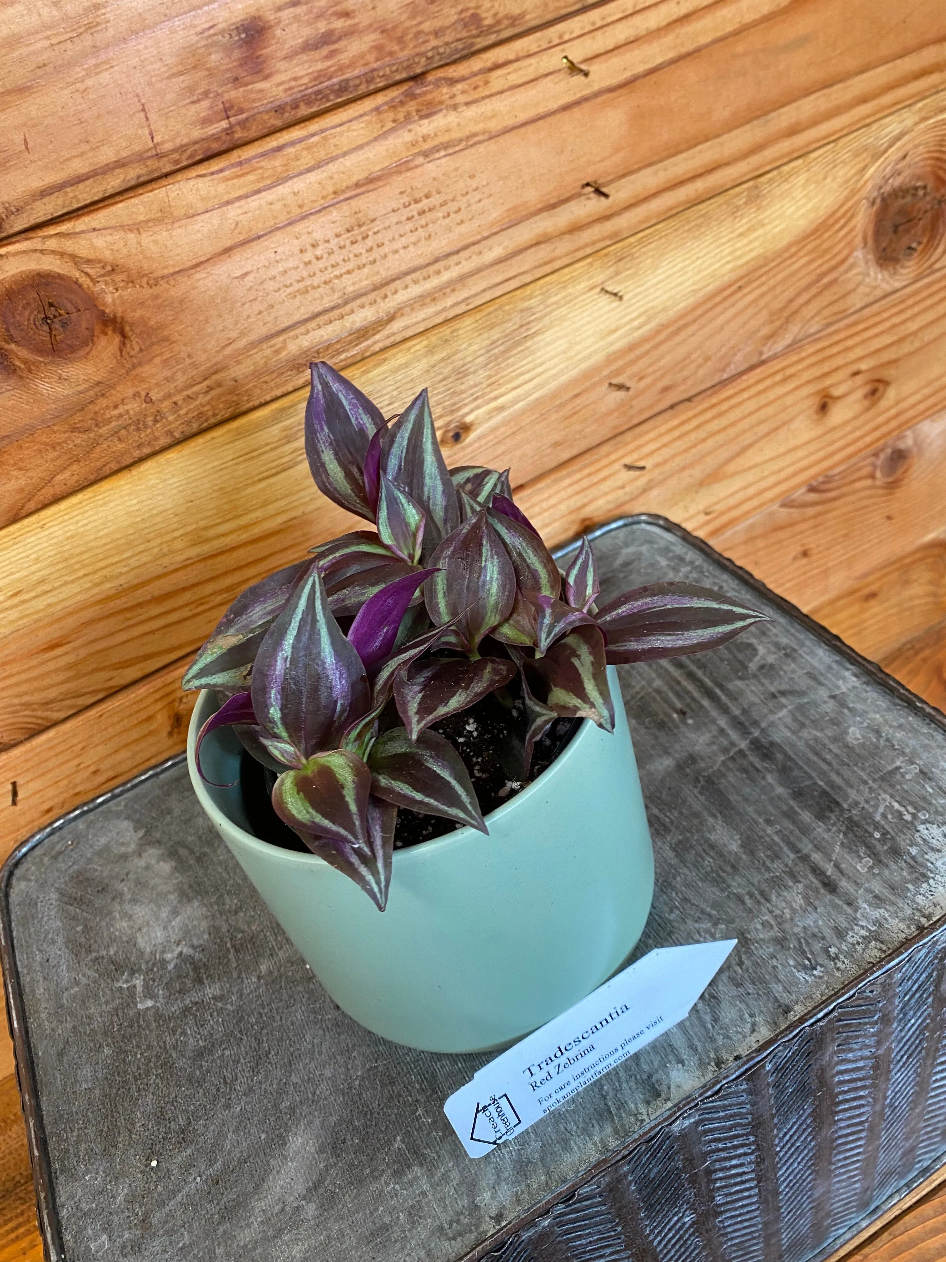 Tradescantia Zebrina Red, 4" Plant