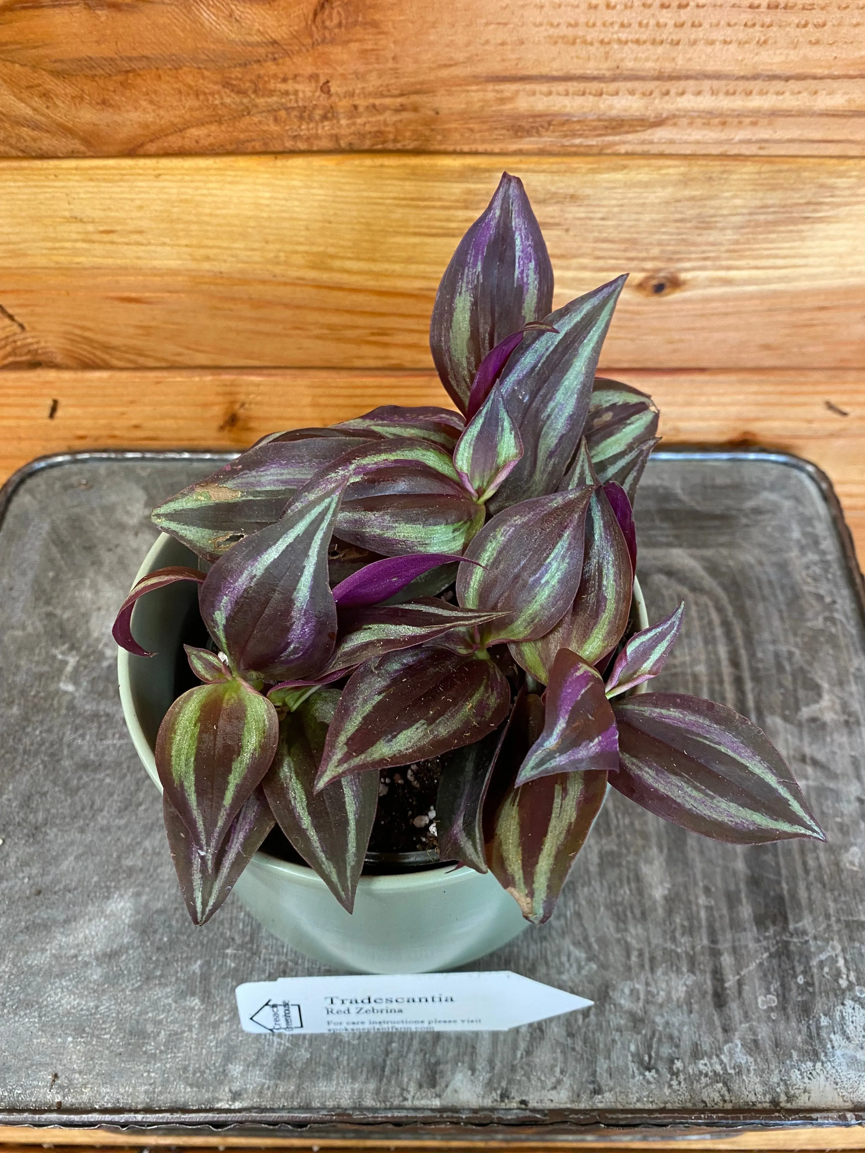 Tradescantia Zebrina Red, 4" Plant