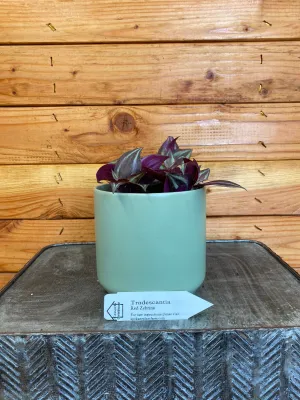 Tradescantia Zebrina Red, 4" Plant