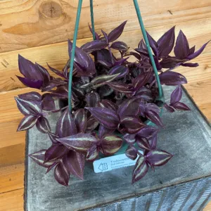 Tradescantia Zebrina Red, 6" Plant