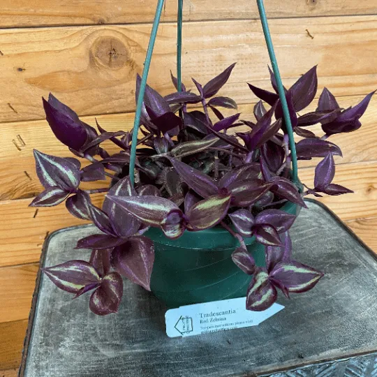 Tradescantia Zebrina Red, 6" Plant
